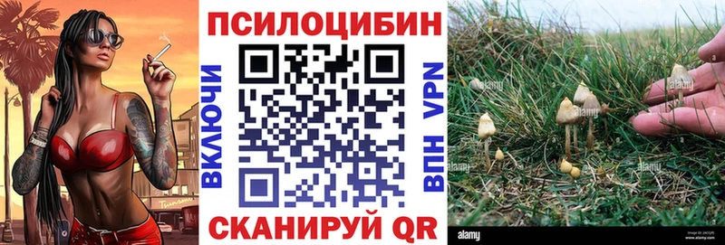 где купить   Невьянск  Псилоцибиновые грибы Cubensis 